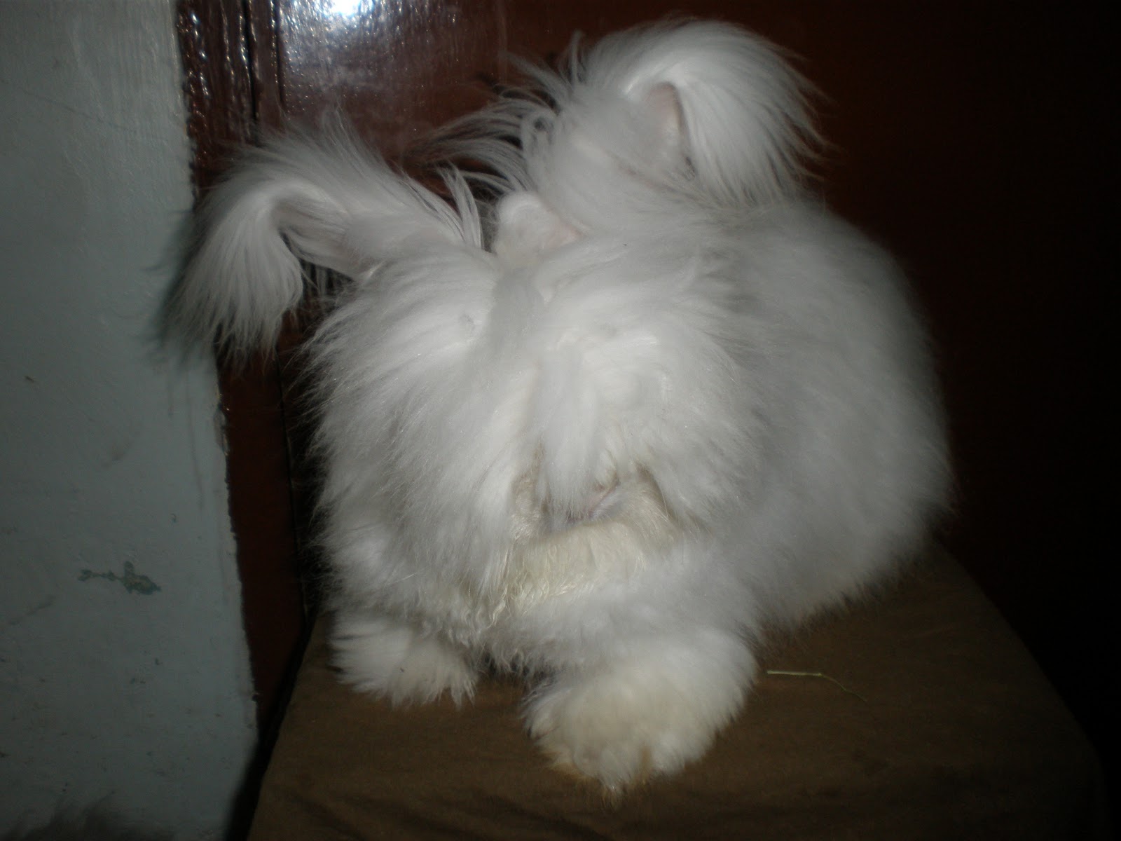 PA190234.JPG" imageanchor="1" style="margin-left: 1em; margin-right: 1em;">